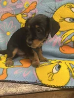 Diesel, a male Yorkshire Terrier and Poodle - Miniature  for sale in Rochester, NY – Photo 6 of 6