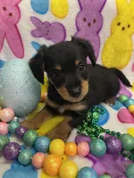 Diesel, a male Yorkshire Terrier and Poodle - Miniature  for sale in Rochester, NY – Photo 4 of 4