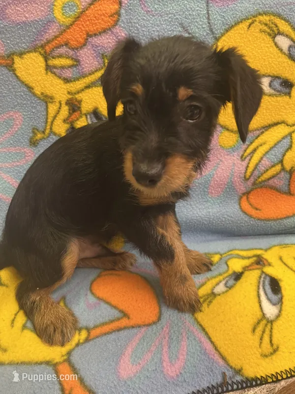 Diesel – Yorkshire Terrier, Poodle - Miniature  puppy for sale in Rochester, NY