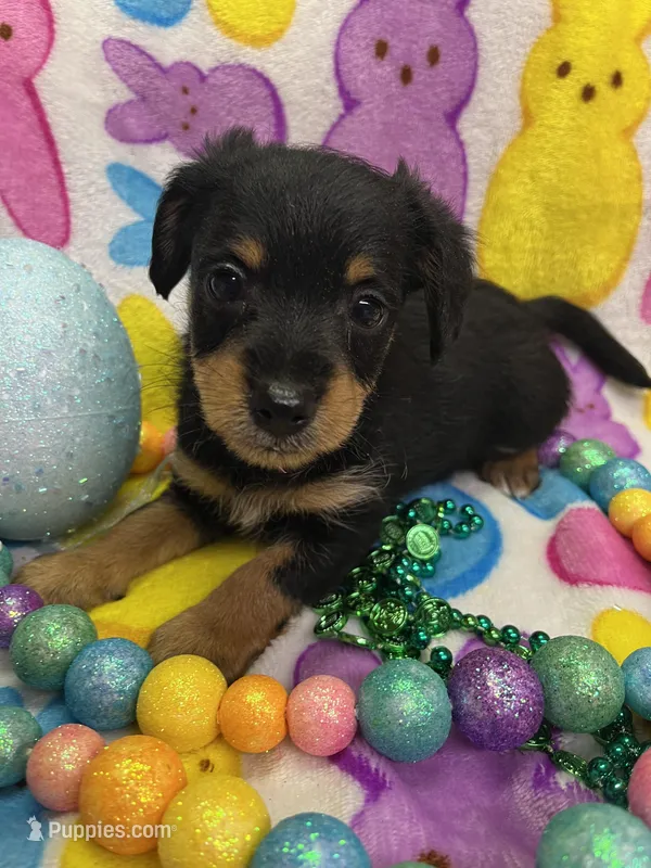 Diesel – Yorkshire Terrier, Poodle - Miniature  puppy for sale in Rochester, NY