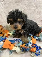 Rolex, a male Yorkshire Terrier for sale in Rochester, NY – 3 of 3