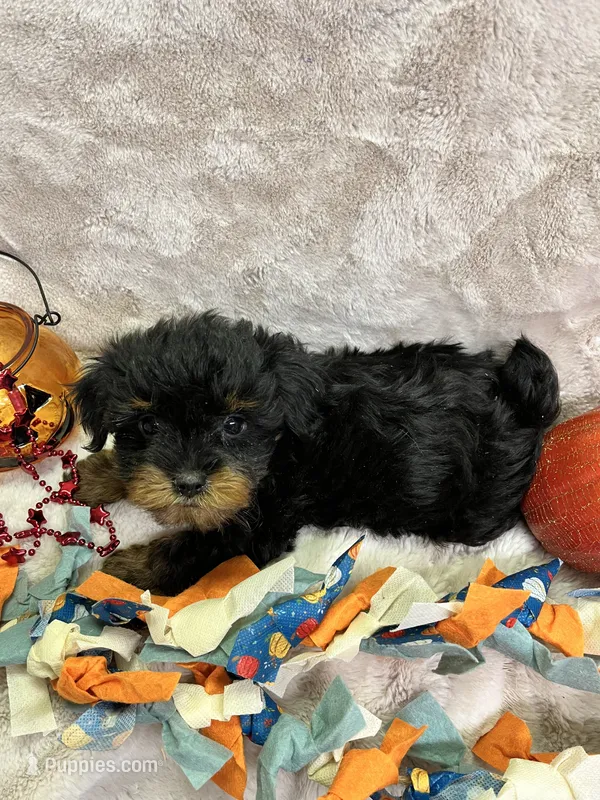 Hazel – Yorkshire Terrier puppy for sale in Rochester, NY