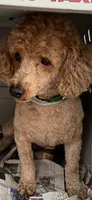 Brady, a male Poodle - Miniature  for sale in Rochester, NY – 1 of 1
