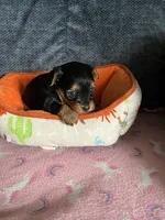 Taylor , a female Yorkshire Terrier for sale in Rochester, NY – 1 of 1