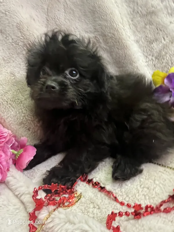 MOLLY – Pomapoo puppy for sale in Rochester, NY