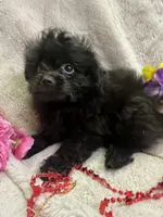 MOLLY, a female Pomapoo for sale in Rochester, NY – 2 of 3