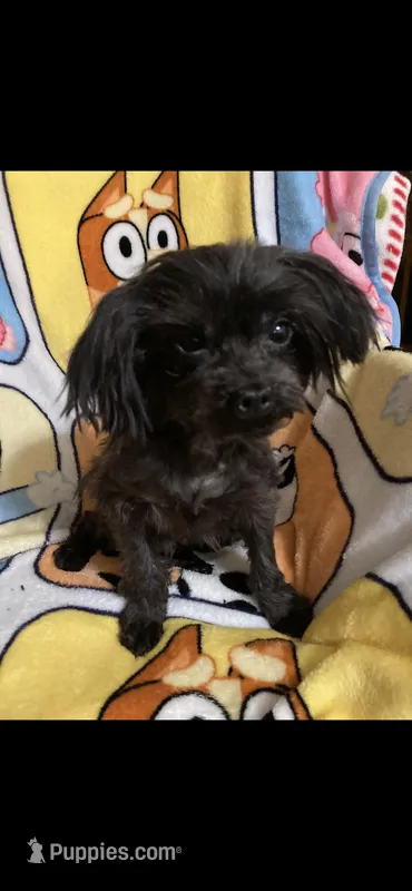 Lucy – Yorkipoo puppy for sale in Rochester, NY