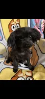 Lucy, a female Yorkipoo for sale in Rochester, NY – Photo 1 of 2