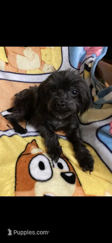 Lucy – Yorkipoo puppy for sale in Rochester, NY