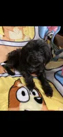 Lucy, a female Yorkipoo for sale in Rochester, NY – Photo 2 of 2
