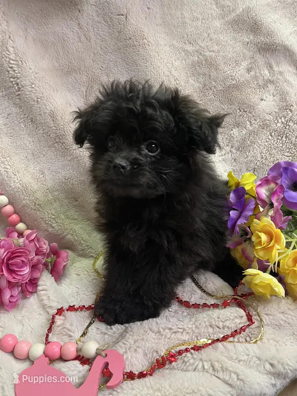 Frankie – Pomapoo puppy for sale in Rochester, NY