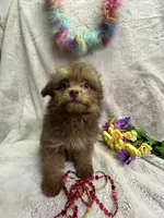 Blondie, a female Pomapoo for sale in Rochester, NY – 2 of 2