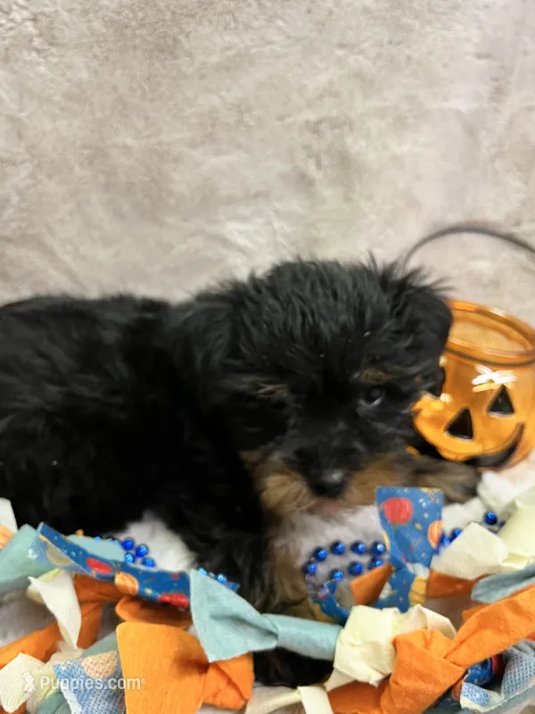 River – Yorkshire Terrier puppy for sale in Rochester, NY