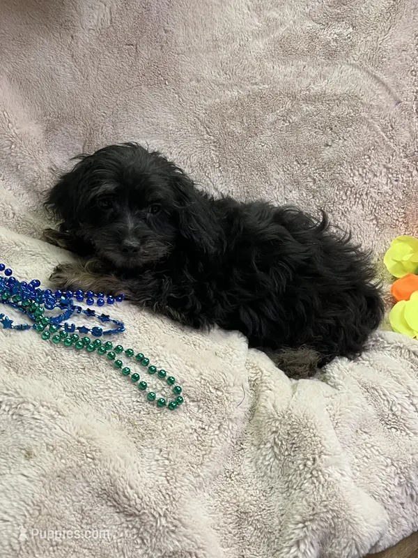 Rocky – Yorkipoo puppy for sale in Rochester, NY