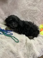 Rocky, a male Yorkipoo for sale in Rochester, NY – 2 of 3