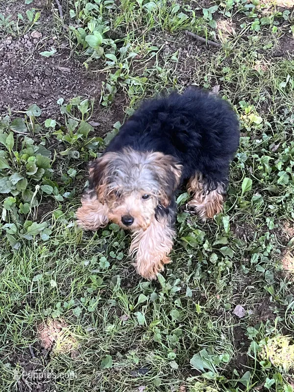 Jimmy – Yorkipoo puppy for sale in Rochester, NY