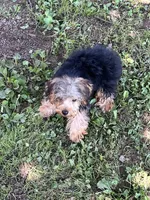 Jimmy, a male Yorkipoo for sale in Rochester, NY – 1 of 4