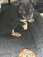 King, a male Chihuahua for sale in Rochester, NY – 1 of 2