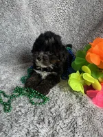 Billy, a male Yorkipoo for sale in Rochester, NY – 2 of 4