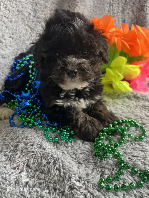 Billy – Yorkipoo puppy for sale in Rochester, NY