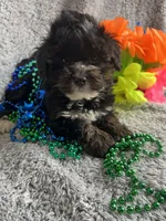 Billy, a male Yorkipoo for sale in Rochester, NY – 1 of 4