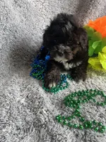 Billy, a male Yorkipoo for sale in Rochester, NY – 3 of 4