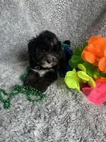 Billy, a male Yorkipoo for sale in Rochester, NY – 4 of 4