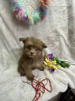 Dolly, a female Pomapoo for sale in Rochester, NY – 1 of 3