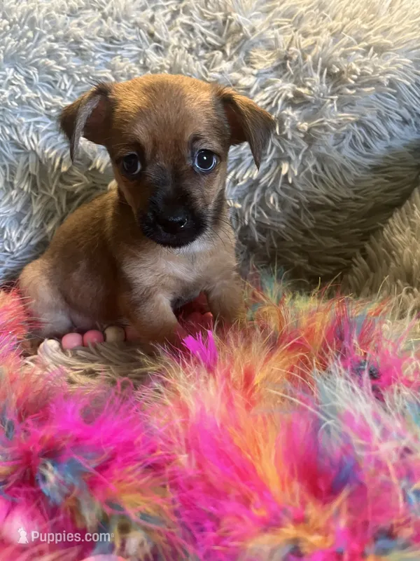 Princess – Chorkie puppy for sale in Rochester, NY