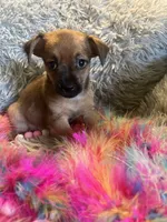 Princess, a female Chorkie for sale in Rochester, NY – 1 of 4