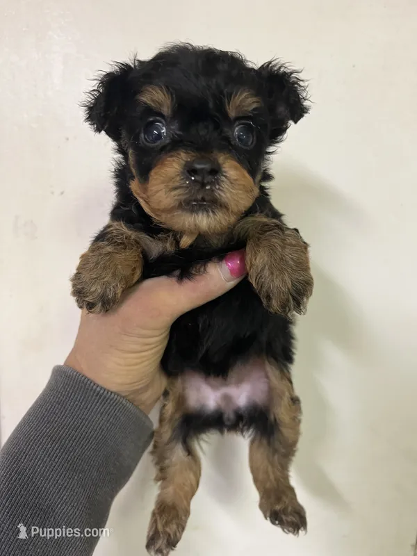 River – Yorkshire Terrier puppy for sale in Rochester, NY