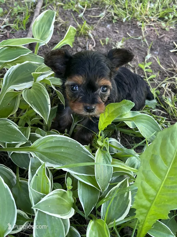 Stella – Yorkipoo puppy for sale in Rochester, NY