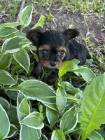 Stella, a female Yorkipoo for sale in Rochester, NY – 1 of 3