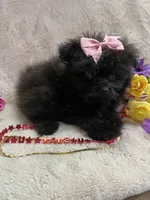 Polly, a female Pomapoo for sale in Rochester, NY – 2 of 3