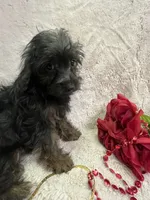 Ella, a female Yorkipoo for sale in Rochester, NY – 2 of 3