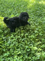 Tommy, a male Bichon Frise and Poodle - Toy  for sale in Rochester, NY – 3 of 3