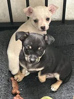 King, a male Chihuahua for sale in Rochester, NY – 2 of 2