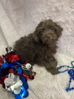 Pete, a male Yorkipoo for sale in Rochester, NY – 3 of 3