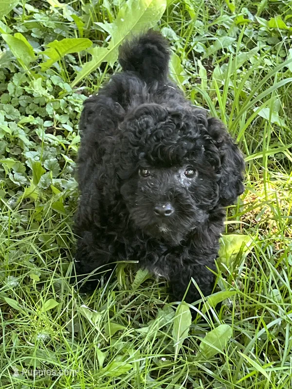 Danny – Bichon Frise, Poodle - Toy  puppy for sale in Rochester, NY