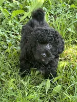 Danny, a male Bichon Frise and Poodle - Toy  for sale in Rochester, NY – 1 of 3