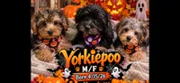 Jimmy, a male Yorkipoo for sale in Rochester, NY – 4 of 4