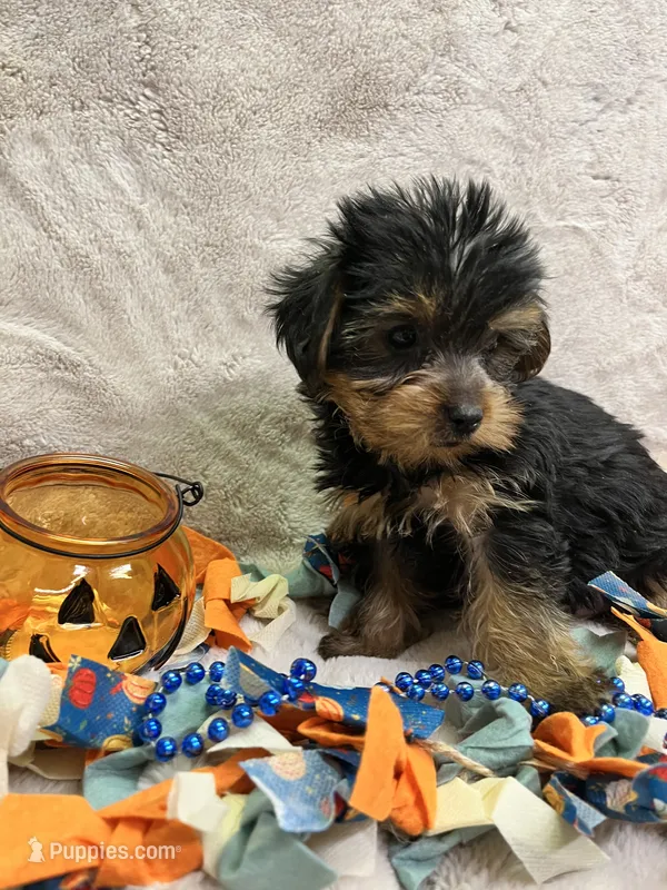 Rolex – Yorkshire Terrier puppy for sale in Rochester, NY