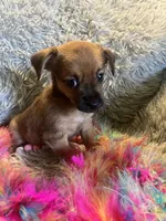 Princess, a female Chorkie for sale in Rochester, NY – 3 of 4
