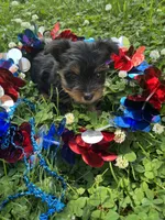 Tucker , a male Yorkshire Terrier for sale in Rochester, NY – 1 of 3