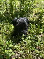Coal, a male Yorkipoo for sale in Rochester, NY – 3 of 3