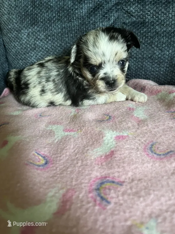 Blue – Chihuahua puppy for sale in Rochester, NY