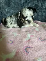 Blue, a female Chihuahua for sale in Rochester, NY – 1 of 2