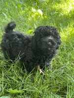 Danny, a male Bichon Frise and Poodle - Toy  for sale in Rochester, NY – 2 of 3