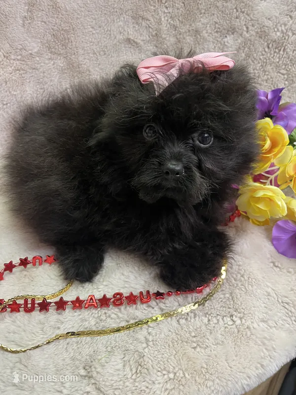Polly – Pomapoo puppy for sale in Rochester, NY