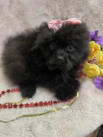 Polly, a female Pomapoo for sale in Rochester, NY – 1 of 3